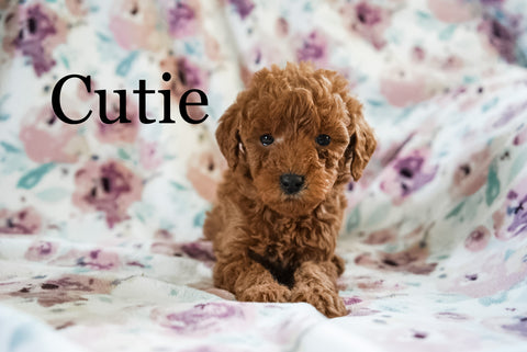 Miniature Poodle For Sale Fresno OH Female-Cutie