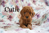 Miniature Poodle For Sale Fresno OH Female-Cutie