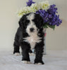 Bernedoodle (Standard) For Sale Sugarcreek, OH Male- Rambo