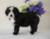 Bernedoodle (Standard) For Sale Sugarcreek, OH Male- Rambo