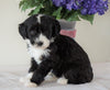 Bernedoodle (Standard) For Sale Sugarcreek, OH Male- Nemo
