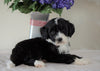 Bernedoodle (Standard) For Sale Sugarcreek, OH Male- Nemo