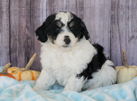 Mini Aussiedoodle Mix For Sale Sparta, KY Male- Sawyer