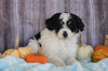 Mini Aussiedoodle Mix For Sale Sparta, KY Male- Sawyer
