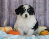 Mini Aussiedoodle Mix For Sale Sparta, KY Male- Sawyer