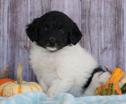 Mini Aussiedoodle Mix For Sale Sparta, KY Male- Sage