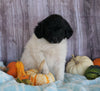 Mini Aussiedoodle Mix For Sale Sparta, KY Male- Sage