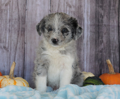 Mini Aussiedoodle Mix For Sale Sparta, KY Male- Sammy