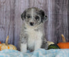 Mini Aussiedoodle Mix For Sale Sparta, KY Male- Sammy