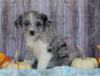 Mini Aussiedoodle Mix For Sale Sparta, KY Male- Sammy