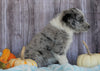 Mini Aussiedoodle Mix For Sale Sparta, KY Male- Sammy