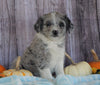 Mini Aussiedoodle Mix For Sale Sparta, KY Male- Sammy