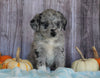 Mini Aussiedoodle Mix For Sale Sparta, KY Female- Sierra