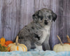 Mini Aussiedoodle Mix For Sale Sparta, KY Female- Sierra