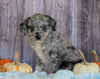 Mini Aussiedoodle Mix For Sale Sparta, KY Female- Sierra