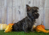 Cairn Terrier For Sale Millersburg, OH Male- Teddy