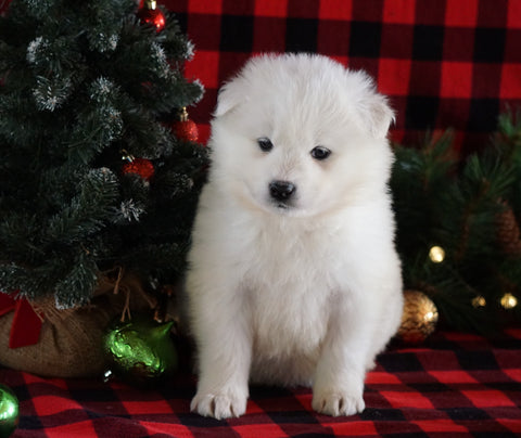 Samoyed Puppy For Sale Fredericksburg, OH Female- Timber