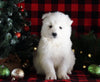 Samoyed Puppy For Sale Fredericksburg, OH Female- Snowy