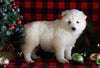 Samoyed Puppy For Sale Fredericksburg, OH Female- Snowy