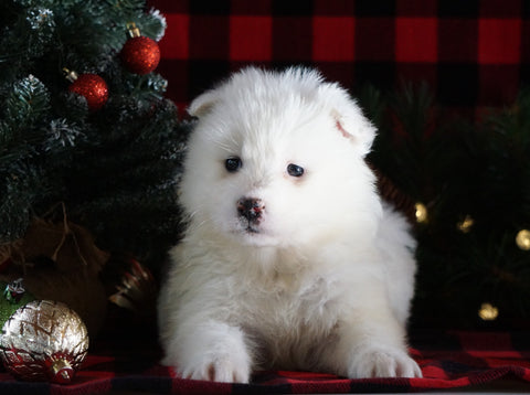 Samoyed Puppy For Sale Fredericksburg, OH Female- Fluffy