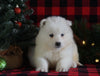 Samoyed Puppy For Sale Fredericksburg, OH Male- Frosty