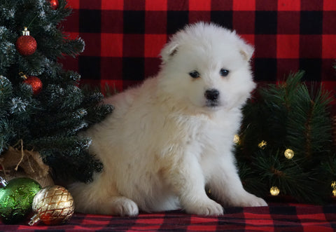 Samoyed Puppy For Sale Fredericksburg, OH Female- Crystal