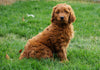 Goldendoodle (Standard) For Sale Danville, OH Female- Sophie