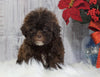 Toy Poodle For Sale Warsaw, OH Female- Hazel