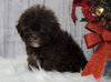 Toy Poodle For Sale Warsaw, OH Female- Hazel