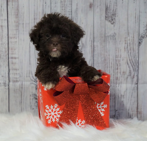 Toy Poodle For Sale Warsaw, OH Male- Winston