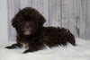 Toy Poodle For Sale Warsaw, OH Male- Winston
