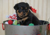 AKC Registered Rottweiler For Sale Fredericksburg, OH Male- Happy