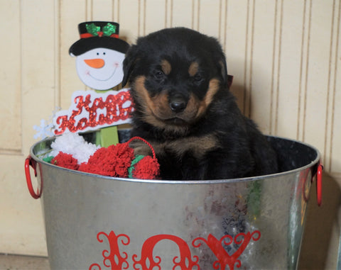 AKC Registered Rottweiler For Sale Fredericksburg, OH Male- Jolly