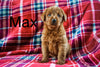 Mini Labradoodle For Sale Fresno OH Male-Max