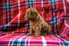 Mini Labradoodle For Sale Fresno OH Male-Roscoe