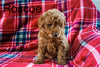Mini Labradoodle For Sale Fresno OH Male-Roscoe