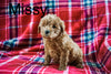 Mini Labradoodle For Sale Fresno OH Female-Missy