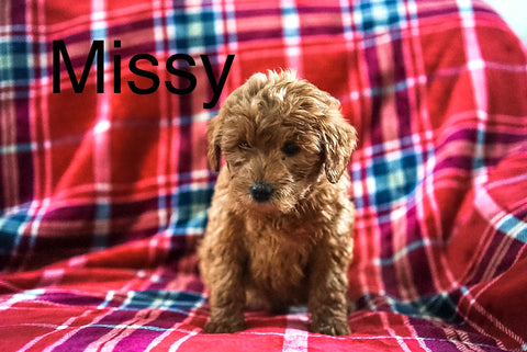 Mini Labradoodle For Sale Fresno OH Female-Missy