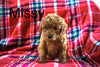 Mini Labradoodle For Sale Fresno OH Female-Missy