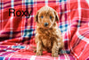 Mini Labradoodle For Sale Fresno OH Female-Roxy
