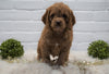 Cockapoo For Sale Dundee, OH Male- Cory