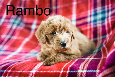 Mini Labradoodle For Sale Fresno OH Male-Rambo