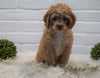 Cockapoo For Sale Dundee, OH Female- Peggy