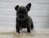 French Bulldog For Sale Dundee, OH Female- Willow