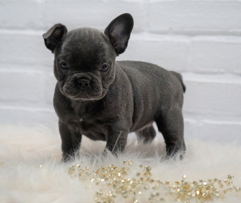 French Bulldog For Sale Dundee, OH Female- Willow