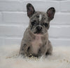 French Bulldog For Sale Dundee, OH Female- Lacey