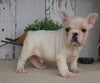 AKC Registered French Bulldog For Sale Millersburg, OH Male- Duke