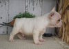 AKC Registered French Bulldog For Sale Millersburg, OH Male- Duke