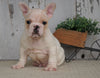 AKC Registered French Bulldog For Sale Millersburg, OH Male- Duke