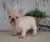 AKC Registered French Bulldog For Sale Millersburg, OH Female- Lexi